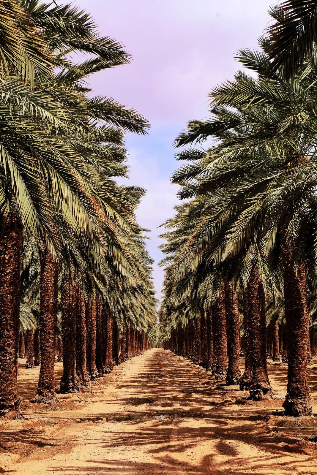 Tunisian Dates